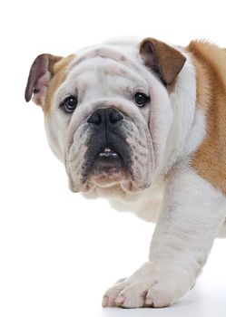 English bulldog standing in front of white background, closeup, looking at camera