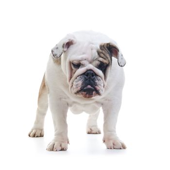 English bulldog standing in front of white background and looking down