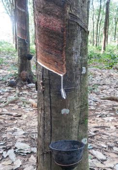 Rubber tree with a bowl