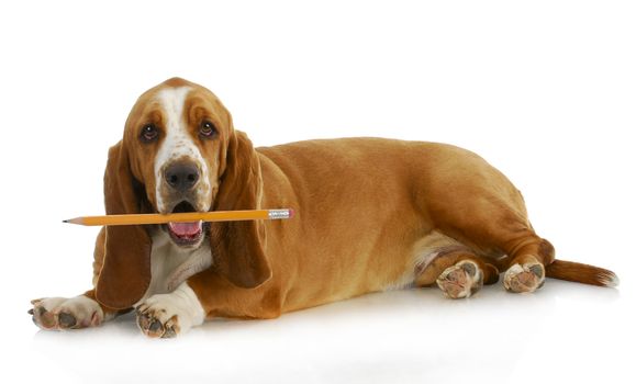 dog holding pencil - basset hound with sharp pencil in mouth laying on white background