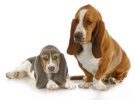 basset hound adult and puppy with reflection isolated on white background