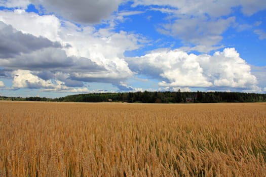 Ripening spring wheat field and bright blue sky with clouds.
