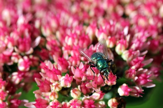 Green bottle fly on Sedum Flowers. Shallow depth of field.