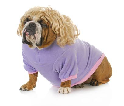 female dog - english bulldog wearing blonde wig and purple skirt isolated on white background