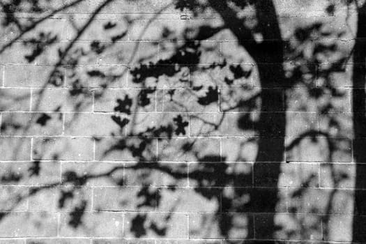 Shadows of trees on stone wall in black and white. 