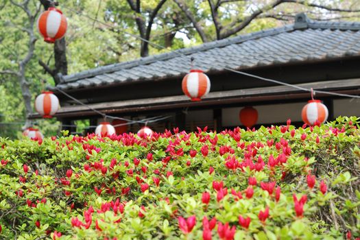 blossom azalea bushes in the yard of Japanese temple; focus on central part of the bush