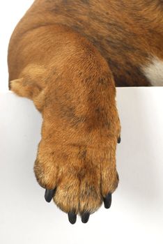 dog paw hanging over white background