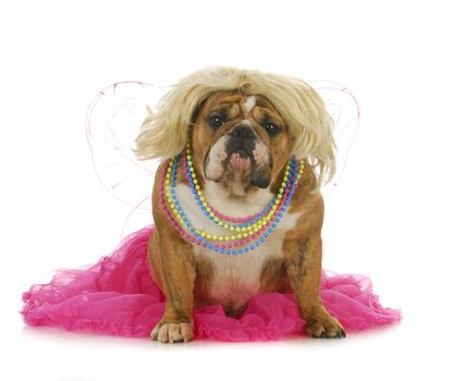 female dog - english bulldog wearing blonde wig and pink skirt looking at viewer isolated on white background