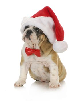 santa puppy - english bulldog wearing santa hat and bowtie with reflection on white background