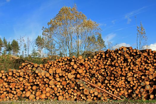 Large pile of wooden logs by forest clearcut in autumn. Photographed in Salo, Finland October 2012.