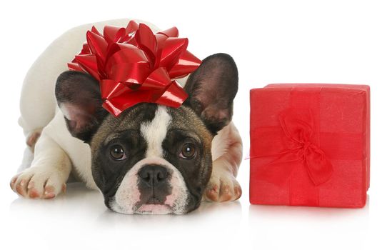 christmas puppy - french bulldog with red bow laying beside christmas present on white background 