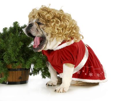 christmas dog - english bulldog female wearing blonde wig and red dress sitting beside christmas tree 