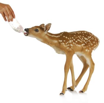 hand raising fawn - woman bottle feeding baby doe isolated on white background