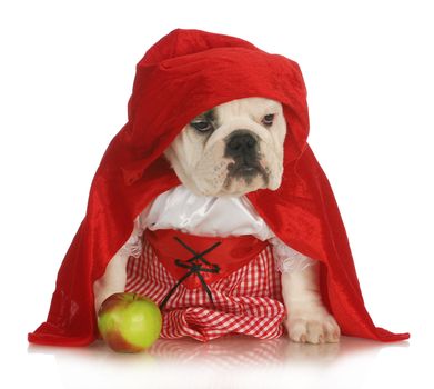 little red riding hood - english bulldog dressed up in red dress and cape with apple on white background