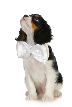 puppy looking up - cavalier king charles puppy wearing white bowtie looking up on white background