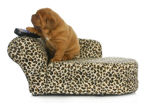 puppy with remote - dogue de bordeaux sitting on couch with paw on remote control = 4 weeks old