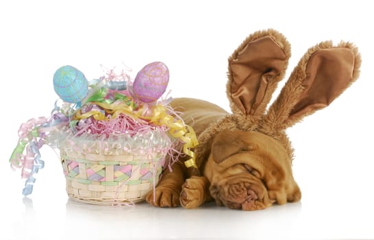 easter dog - dogue de bordeaux wearing bunny ears laying beside easter basket - four weeks old