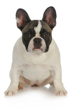 french bulldog puppy sitting looking at viewer with reflection on white background
