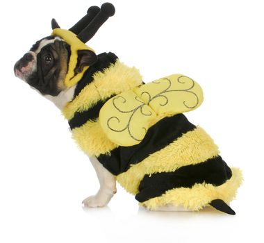dog wearing bee costume - french bulldog dressed up like a bumble bee on white background