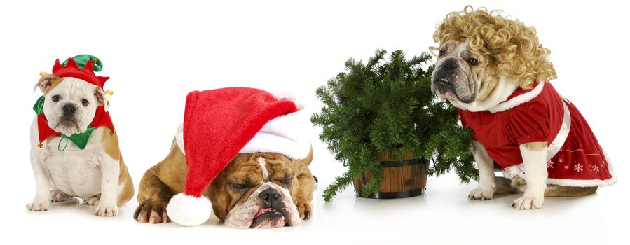 christmas bulldogs - Santa, Mrs. Claus and an elf sitting with a Christmas tree on white background