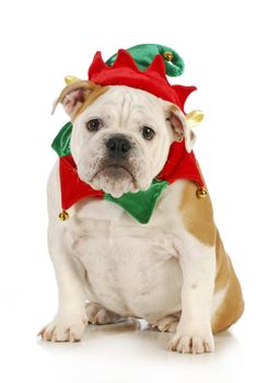 dog christmas elf - english bulldog dressed in elf costume sitting on white background