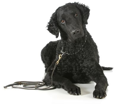 curly coated retriever laying down looking at viewer on white background