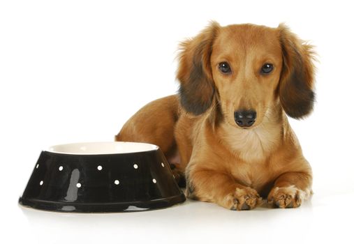 feeding the dog - long haired dachshund laying beside a bowl of dog food