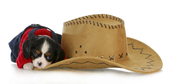 country dog - cavalier king charles spaniel puppy laying down beside western hat