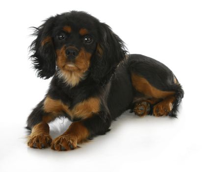black and tan cavalier king charles spaniel puppy laying down isolated on white background