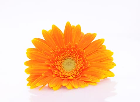 gebera (african daisy) on white backgorund