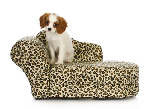 cute puppy - cavalier king charles spaniel sitting on a dog bed isolated on white background