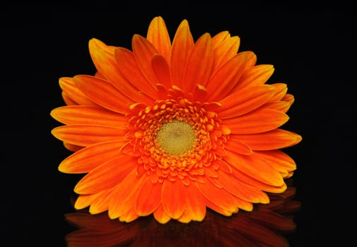 flower on a black background