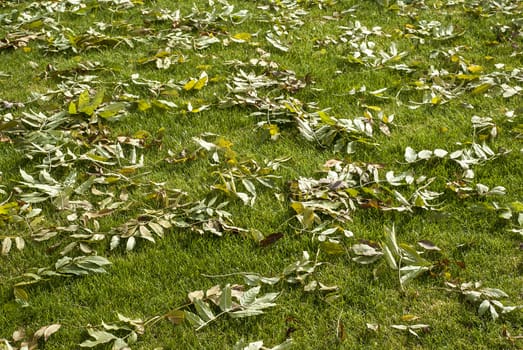 Green lawn fallen autumn leaves as background