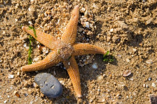 Starfish and pebble spotted on a beach in Kent ,UK