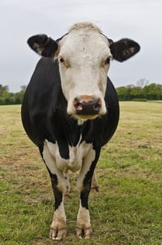 Fresian cow in a field in Kent , UK