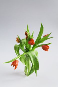 bouquet of red tulips on a white background