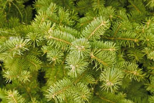 green needles of coniferous tree as a natural background