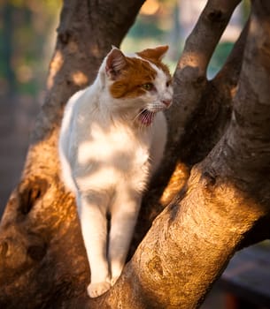 White-red- cat sitting on the tree .