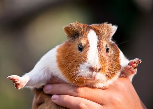 Guinea pig in the hands of man.