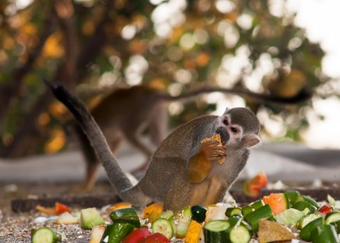 Portrait of a cute squirrel monkey .