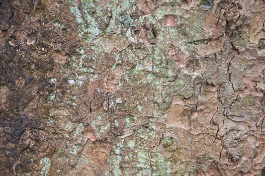 Green moss on cortex tree, texture background.
