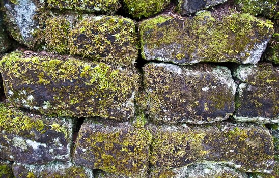 Moss on the old brick wall .