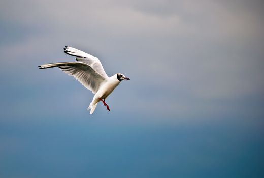 Seagull in flight against a beautiful blue sky .