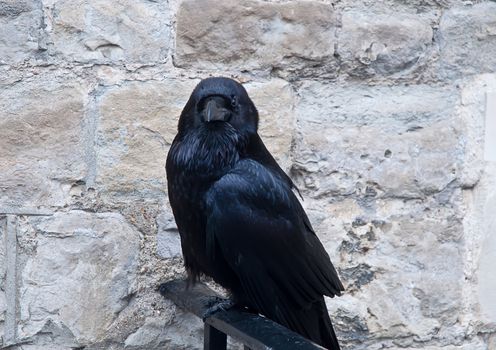 Black raven from the Tower castle at London.