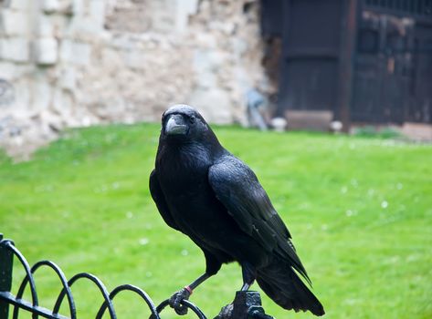 Black raven from the Tower castle at London.