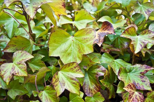 Wall of ivy green leaves .