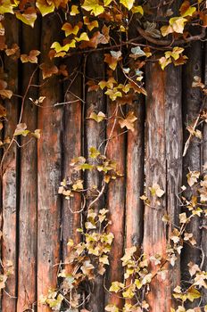 Weathered wood framed with yellow ivy .