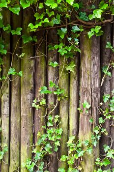 Weathered wood framed with green Ivy .