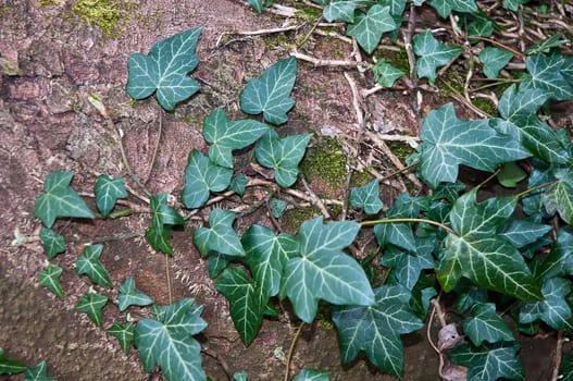 Weathered wood framed with green Ivy .