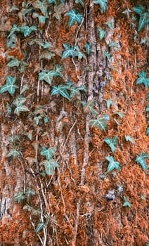 Trunk of the tree with ivy green leaves .